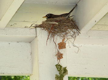 Bird Contributes to the Old school House